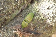 Chalcolepidius oxydatus