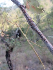 Austrosipyloidea carterus