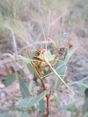 Austrosipyloidea carterus