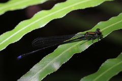 Pseudagrion divaricatum