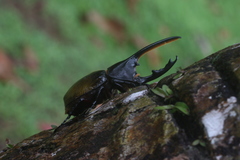 Dynastes septentrionalis