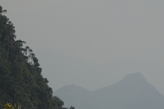 Bentinckia condapanna