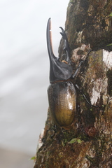 Dynastes septentrionalis