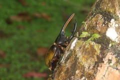 Dynastes septentrionalis