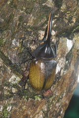 Dynastes septentrionalis