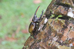 Dynastes septentrionalis