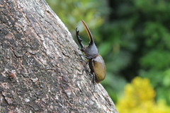 Dynastes septentrionalis