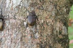 Dynastes septentrionalis