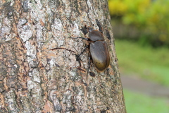 Dynastes septentrionalis