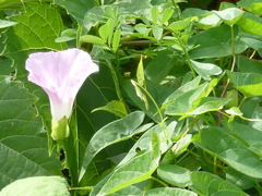 Calystegia sepium