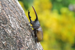 Dynastes septentrionalis