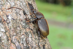 Dynastes septentrionalis