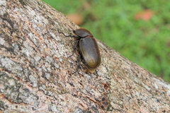 Dynastes septentrionalis