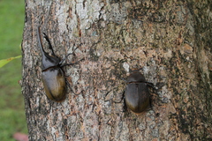 Dynastes septentrionalis