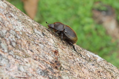 Dynastes septentrionalis