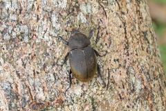 Dynastes septentrionalis