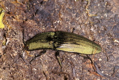 Chalcolepidius oxydatus