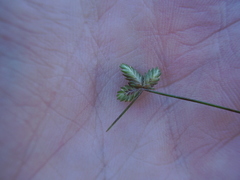 Isolepis levynsiana