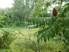 Rhus typhina