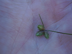 Isolepis levynsiana