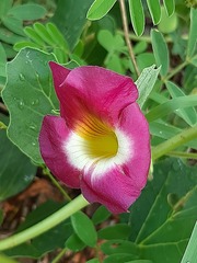 Harpagophytum zeyheri