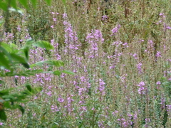 Lythrum salicaria