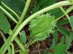 Harpagophytum zeyheri