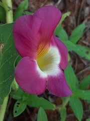 Harpagophytum zeyheri