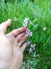 Matthiola longipetala