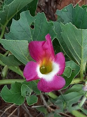 Harpagophytum zeyheri