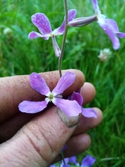 Matthiola longipetala
