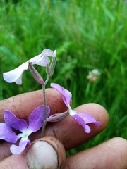 Matthiola longipetala