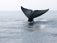 Balaenoptera musculus