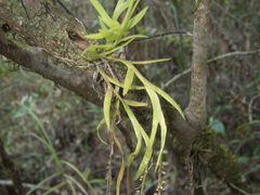 Oberonia falcata