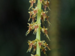 Oberonia falcata