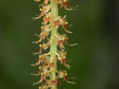 Oberonia falcata