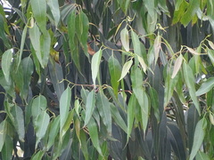 Eucalyptus grandis