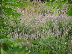 Lythrum salicaria