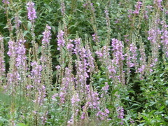 Lythrum salicaria