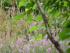 Lythrum salicaria