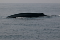 Balaenoptera musculus