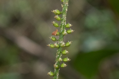 Oberonia falcata