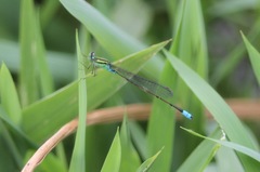 Pseudagrion glaucescens