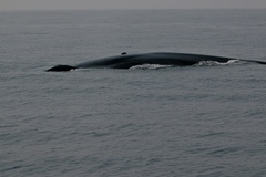 Balaenoptera musculus