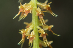 Oberonia falcata