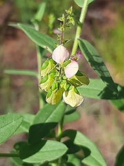Polygala sphenoptera sphenoptera