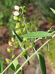 Polygala sphenoptera sphenoptera
