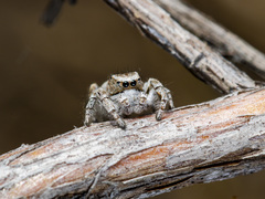 Pseudomogrus vittatus