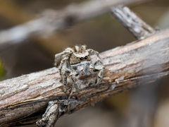 Pseudomogrus vittatus