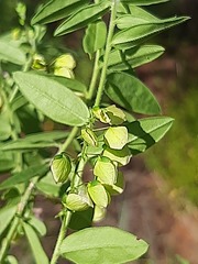 Polygala sphenoptera sphenoptera